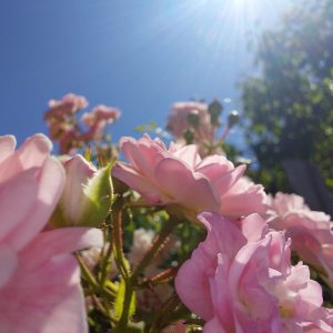 Lichtübertragungen