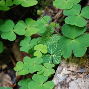 Meditation im Tao Kalligrafie Feld
